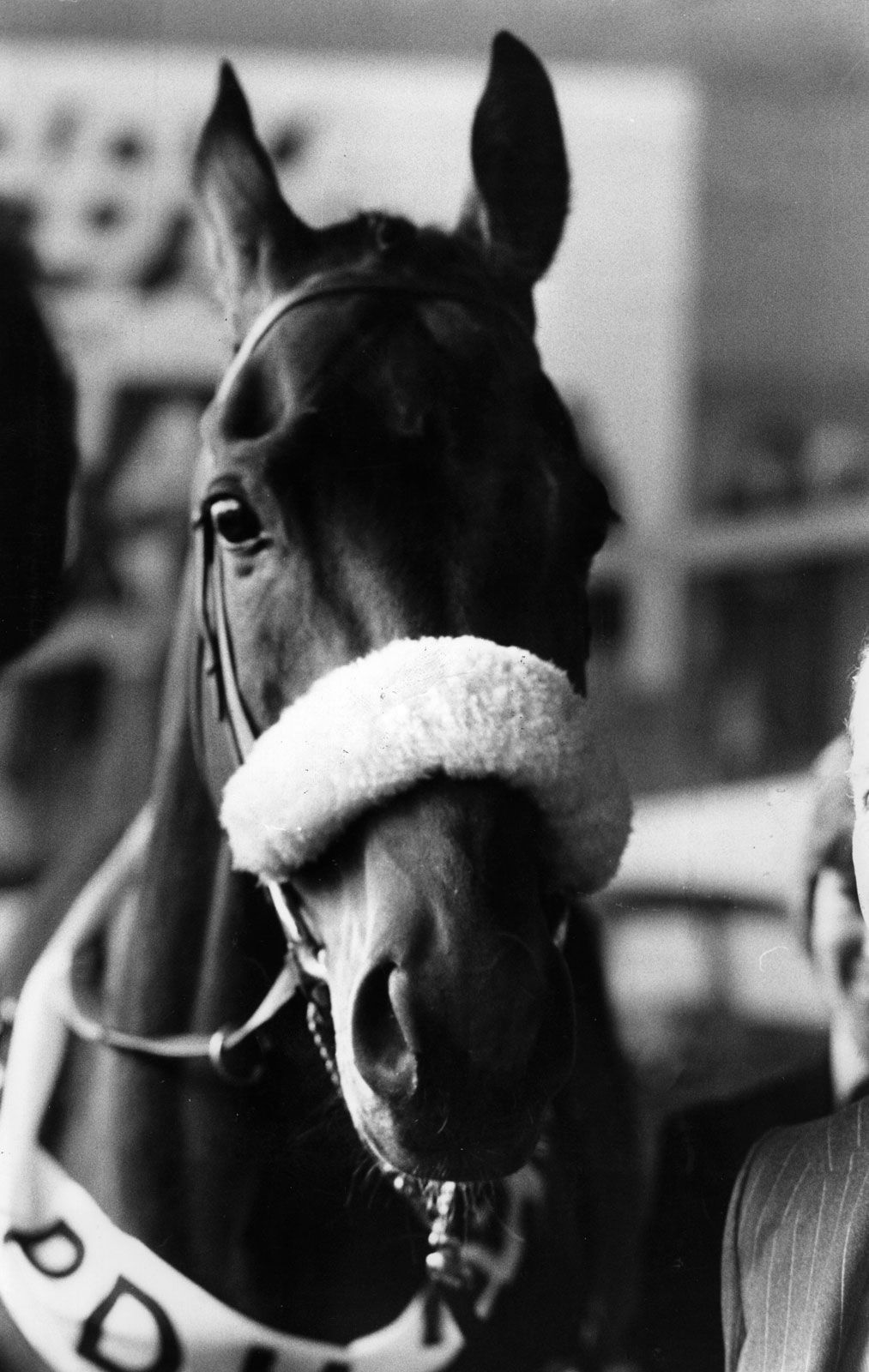 Red rum racehorse thrilling legacy of a champion in racing history