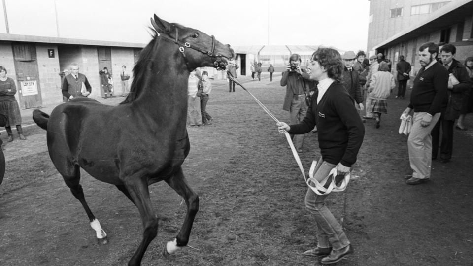 High-impact insights into shergar’s last photo and its mystery