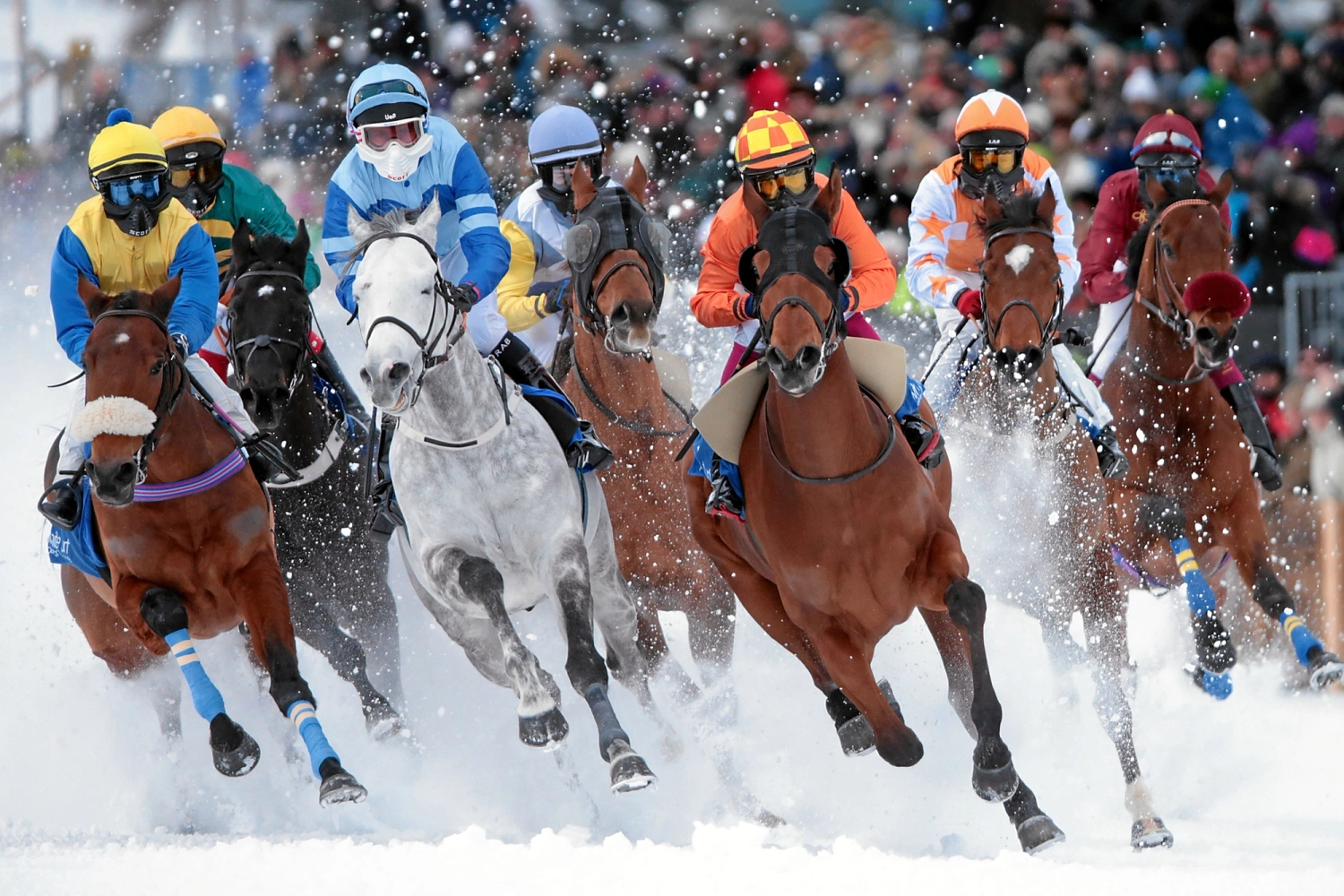Trailblazing excitement awaits at the st moritz horse race event