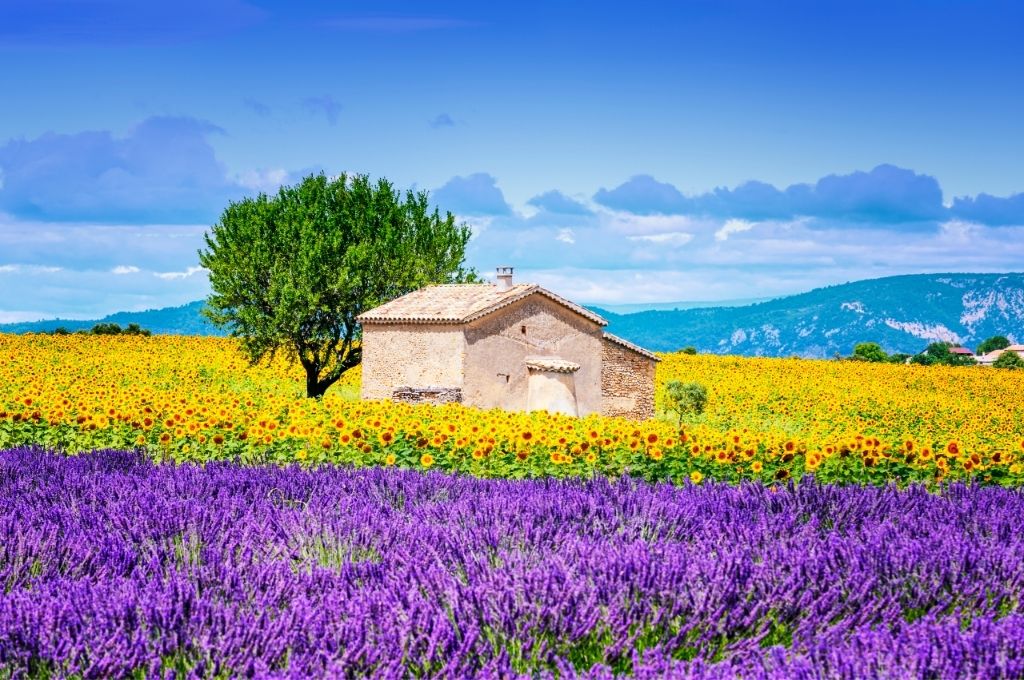 France sunflower fields shine with vibrant beauty in full bloom