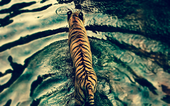 Ultimate tiger top view images that capture wild beauty and strength