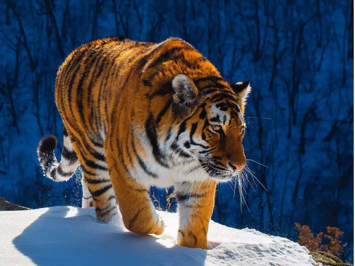 High-impact tiger photoshoot capturing the raw beauty of wildlife