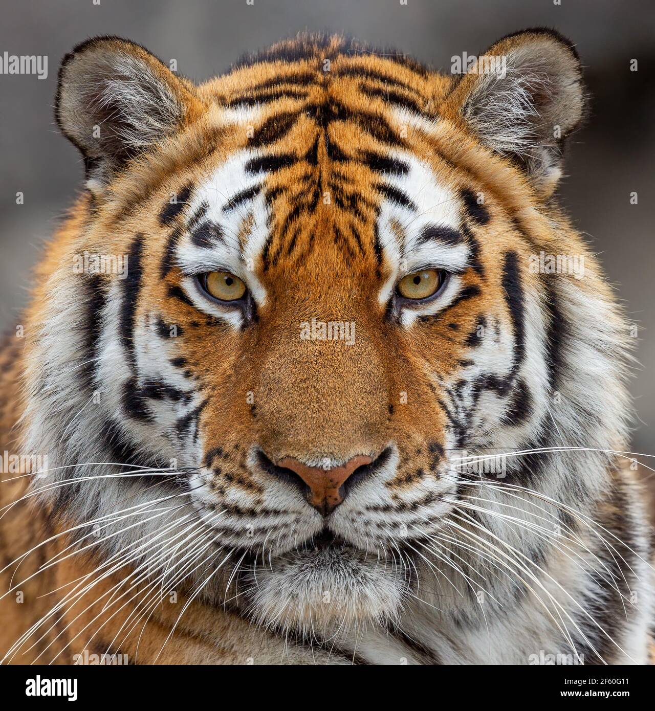 Unity in the wild showcasing a breathtaking tiger front view artistically