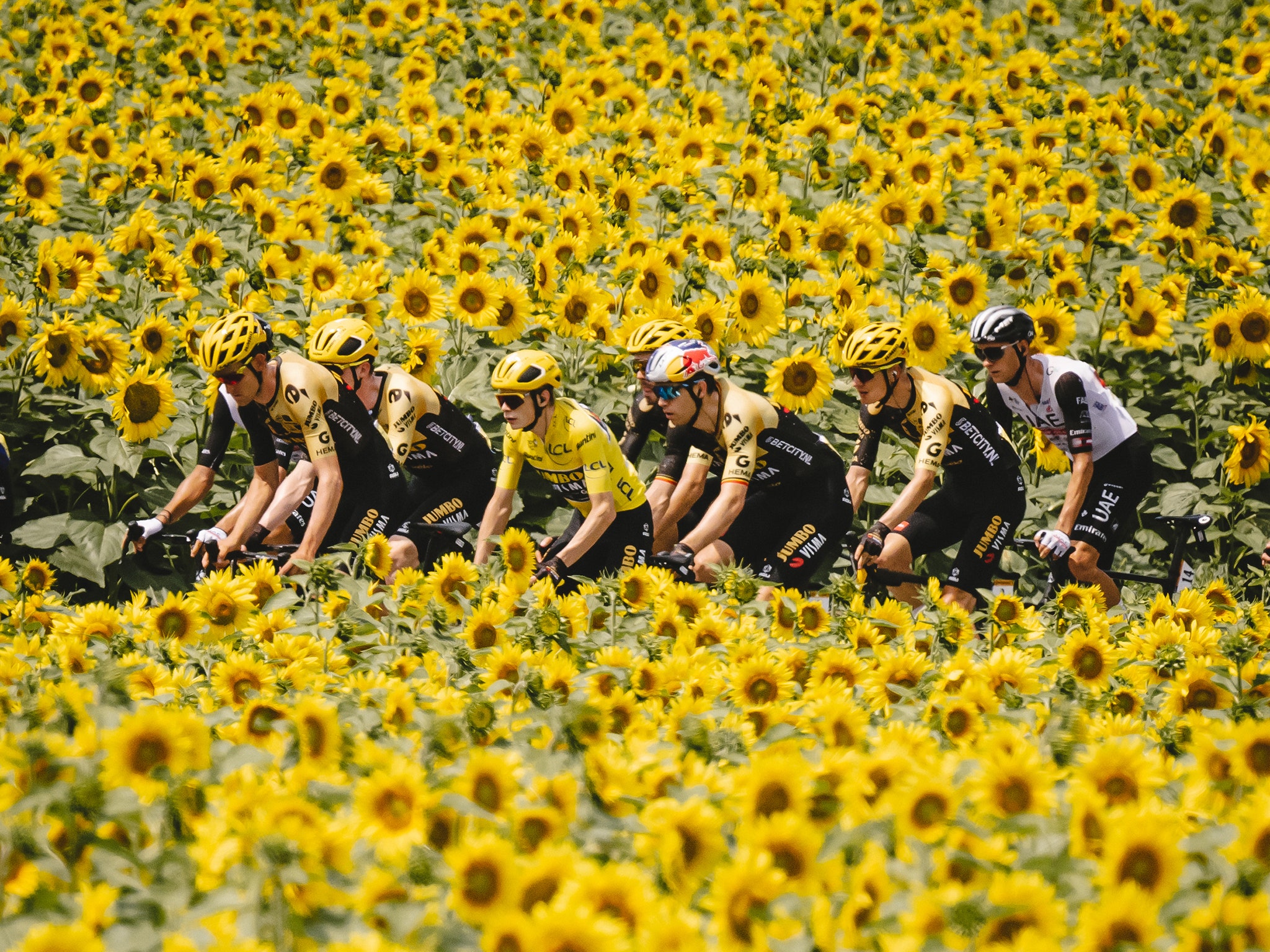 Tour de france sunflowers create a sophisticated backdrop of beauty